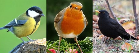 Photo d'une mésange charbonnière, d'un rouge gorge et d'un merle noir