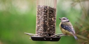 mésange bleue et graine de tournesol