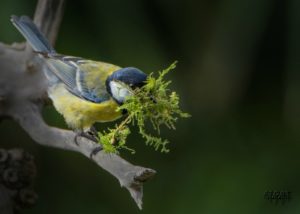 mésange charbonnière et mousse dans le bec